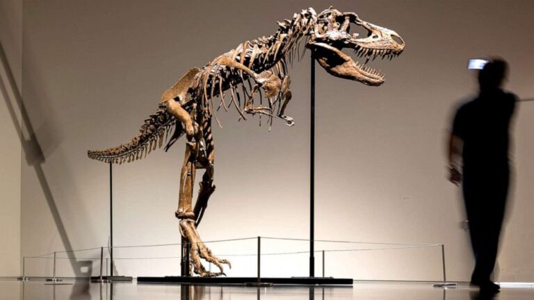 76 Million-Year-Old Dinosaur Fossil Sells at Auction For $6.1 Million [Updates 29 July 2022]